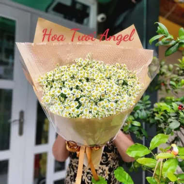 chậu lan hồ điệp trắng 7 cành