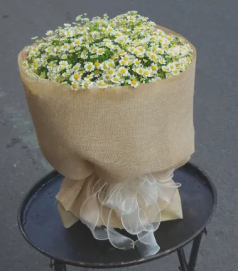 Bó Hoa Cúc Tana Tặng Sinh Nhật, Kỷ Niệm Ý Nghĩa