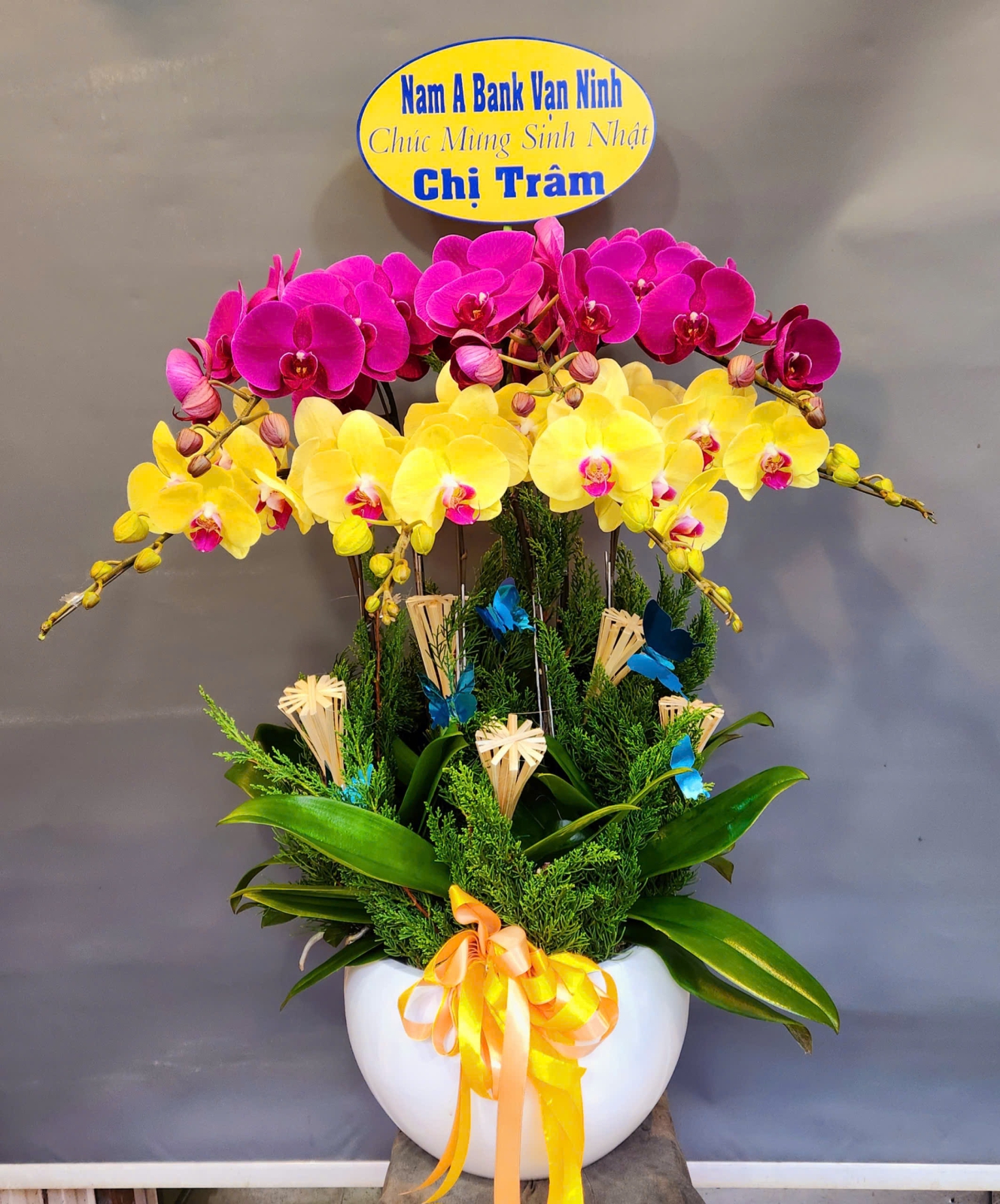 chậu lan hồ điệp 7 cành