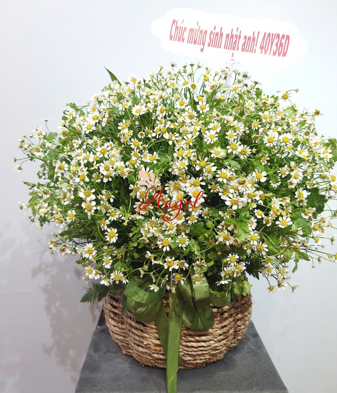 giỏ hoa cúc tana